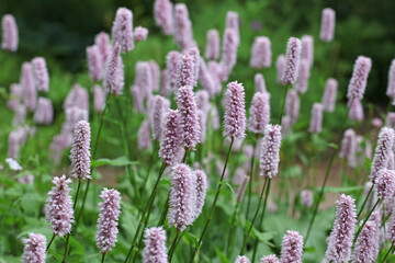 Obraz premium Violet spikes of bistort in flower.