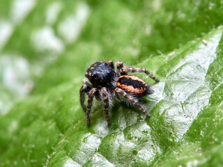 Red-bellied Jumping Spider. Philaeus chrysops.