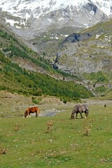 Fototapeta na wymiar Horses eat grass in the valley of La Larri in the National Park of Ordesa and Monte Perdido
