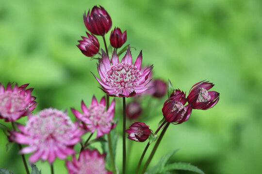 The delicate pink flowers of masterwort, Astrantia ÔClaretÕ in bloom
