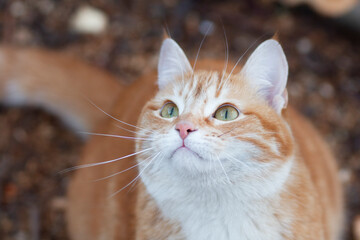 beautiful ginger cat looking up, pet walking in nature rural scene, funny animals