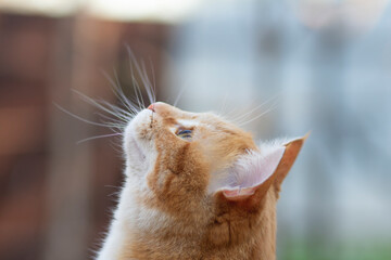 profile of ginger cat head looking up, pet walking outdoors, portrait of animal