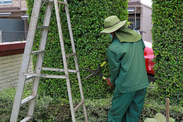 Gardeners pruning a tree branches with hedge trimmer and pruning shears. Back view.