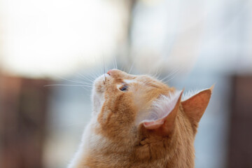 profile of red cat head looking up, pet walking outdoors, portrait of animal