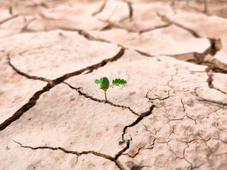 Plants that grow in dehydrated soil