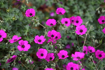 Grey cranesbill 'Giuseppii' in flower.