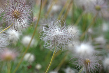 The seed heads of pulsatilla rubra, the red pasqueflower.