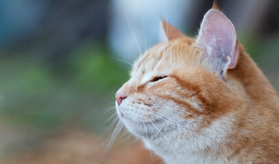beautiful ginger cat pprofile outdoors, lovely pet