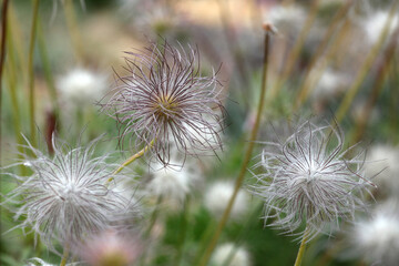 The seed heads of pulsatilla rubra, the red pasqueflower.
