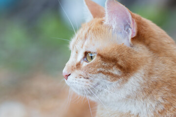 beautiful ginger cat pprofile outdoors, lovely pet