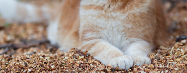 fluffy paws on natural background, cat lying and resting on the ground with sawdust, ginger cat walking outdoors © fantom_rd