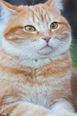 funny fat red cat outdoors, lovely pet