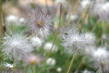 The seed heads of pulsatilla rubra, the red pasqueflower.