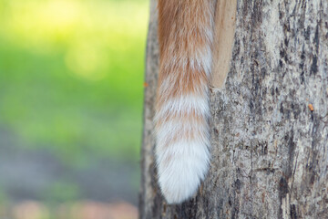 fluffy tail of red cat hanging down on wood texture background , pet sitting on a stump on spring nature, part of the body