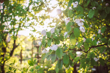 flowering quince tree branch in the sun, spring nature