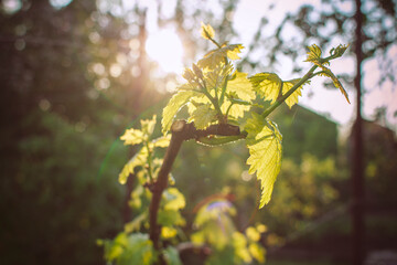 spring background from green garden,young shoots of vine branches