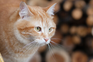 red cat walks in the yard in a firewood shed, a pet on the hunt