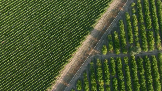 Aerial view of agricultural fields