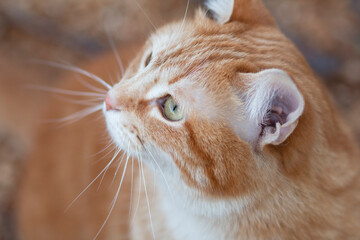 beautiful ginger cat looking up, pet walking in nature rural scene, funny animals
