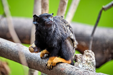 Rothandtamarin ( Saguinus midas ).