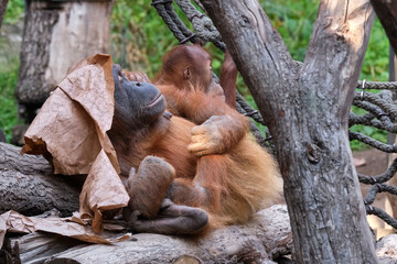 Sumatra-Orang-Utan ( Pongo abelii ).