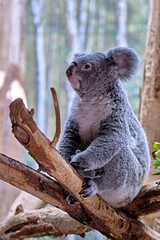 Koala ( Phascolarctos cinereus ).