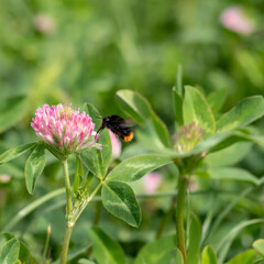Bumblebee on a clover flower in a blurred green meadow. Blooming clover with a bumblebee. Selective focus with blurred background. Coppy space