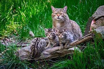 Europäische Wildkatze oder Waldkatze ( Felis silvestris ).