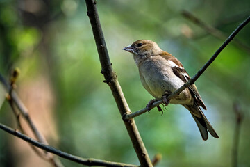 Buchfink ( Fringilla coelebs ).