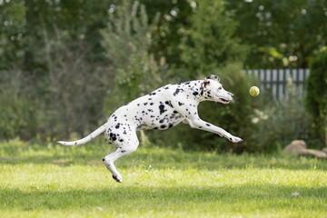 Young dalmatian dog playing with a ball outside on green grass