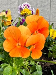 orange and flowers