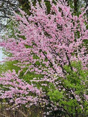 Obraz premium pink blossom