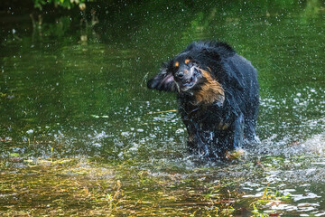 male dog hovawart gold and black shaking the water off himself