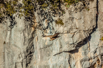 Vulture starting flight with rocks in background