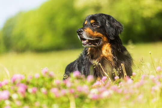 male dog hovawart gold and black poses lying down in front of clover blossoms