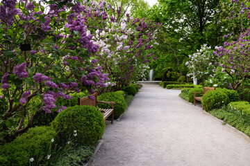 Walkway in the park. Lilac flowers.