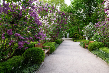 Walkway in the park. Lilac flowers.