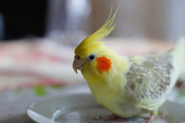 Corela in a bowl of water