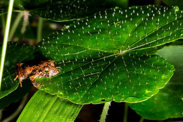 Sapo Pristimantis é um gênero muito grande de sapos distribuídos no sul do Caribe ( Antilhas...