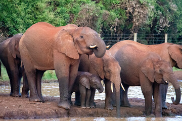 Fototapeta na wymiar Elephant Family in the Wild2