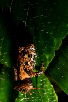 Sapo Pristimantis &eacute; um g&ecirc;nero muito grande de sapos distribu&iacute;dos no sul do Caribe ( Antilhas Menores ) e na Am&eacute;rica Central e do Sul, de Honduras ao norte da Argentina e sul do Brasil.