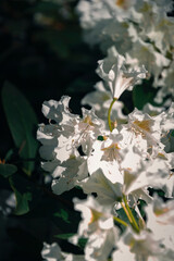 Biały kwiat