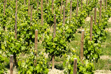 Fototapeta na wymiar Vineyards in the spring in the Subirats wine region in the province of Barcelona