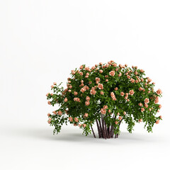 3d illustration of rose bush isolated on white background