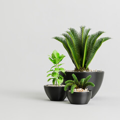 3d illustration of plant collection black potted isolated on white background