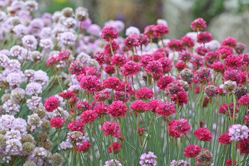 Pink Armeria maritima, or sea thrift, in flower.
