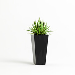 3d illustration of plant in black potted isolated on white background