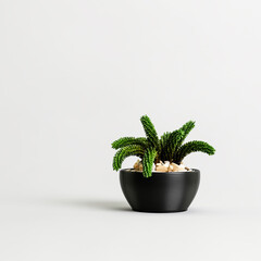 3d illustration of plants in modern potted isolated on white background