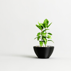 3d illustration of plants in modern potted isolated on white background