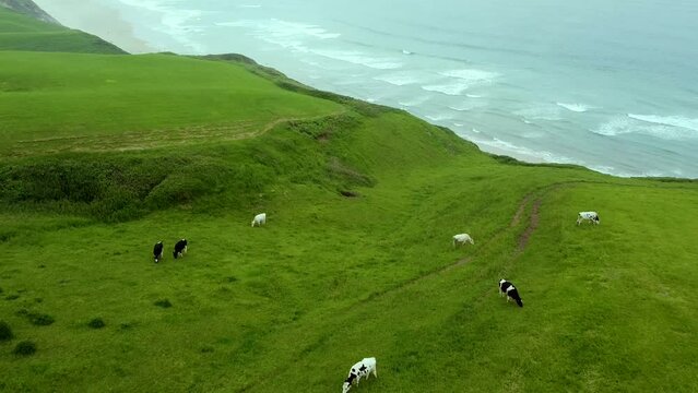 Vacas pastando en un prado verde y playa de fondo. Vista a&eacute;rea de dron en Cantabria